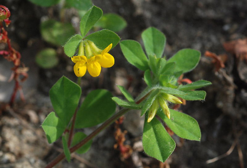 Lotus ornithopodioides / Ginestrino pie'' d''uccello